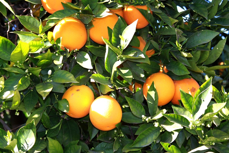 florida oranges