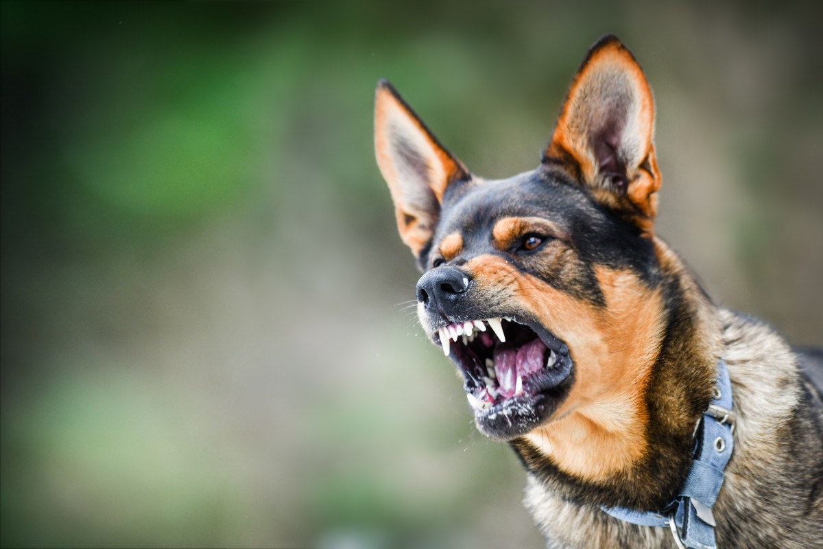 AdobeStock_301195987 That dog is BARKING