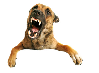 portrait of a very angry purebred belgian shepherd malinois