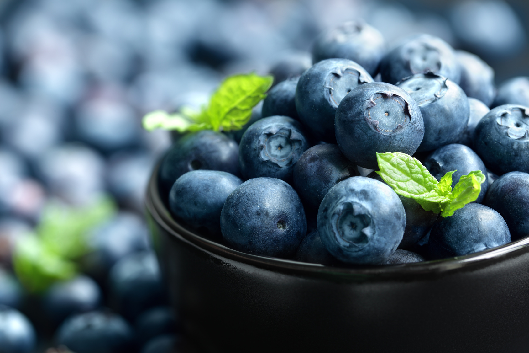 Blueberry Blueberry antioxidant organic superfood in a bowl concept for healthy eating and nutrition