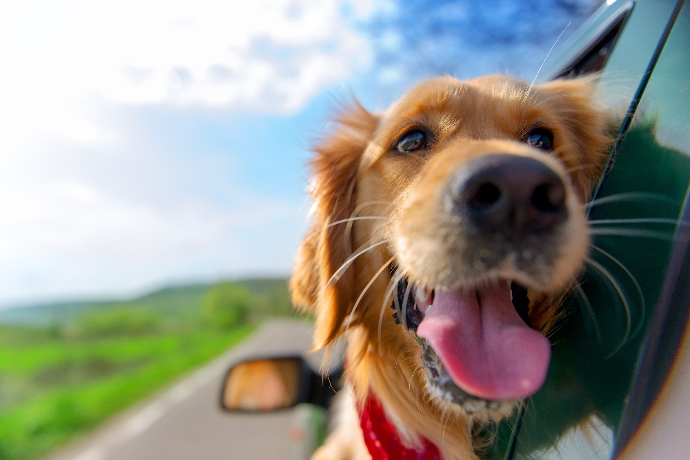 low%20dog-1-1 A dog hanging its head out the window