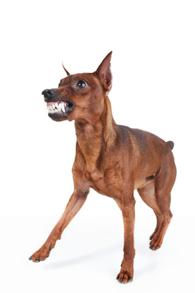 Miniature Pinscher. image of a Miniature Pinscher. Isolated on white background